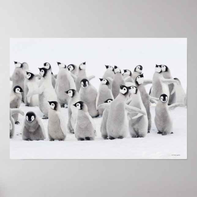 Grupp av kejsarpenguiner (Aptenodytes forsteri) Poster (Framsidan)