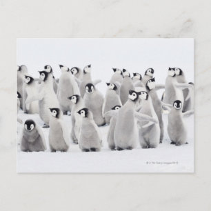 Grupp av kejsarpenguiner (Aptenodytes forsteri) Vykort