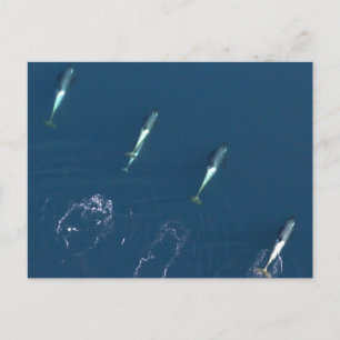 Grupp av Killer Whales Swimming Vykort