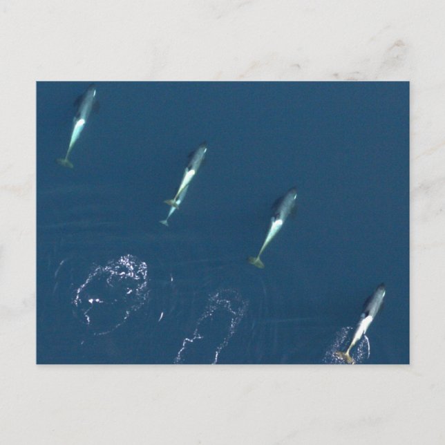 Grupp av Killer Whales Swimming Vykort (Framsida)