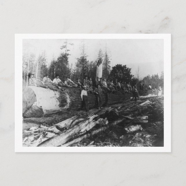 Grupp av Lumberjacks på ett stort loggfoto Vykort (Framsida)