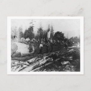 Grupp av Lumberjacks på ett stort loggfoto Vykort