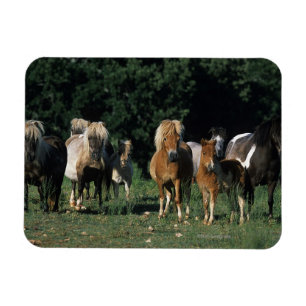 Grupp av miniatyrföl magnet