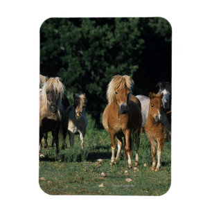 Grupp av miniatyrföl magnet