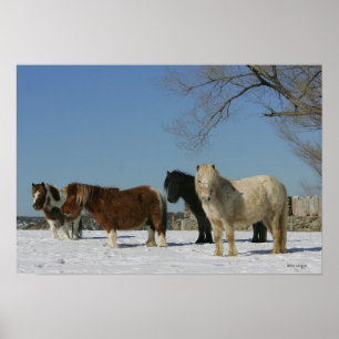 Grupp av miniatyrhästar i snön poster