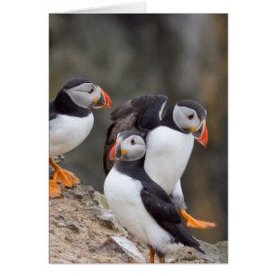 Grupp av Puffins Hälsningskort