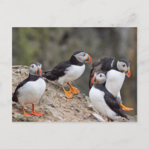 Grupp av Puffins Vykort