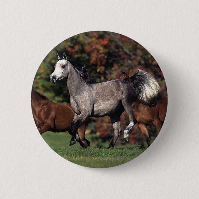 Grupp av rinnande arabiska hästar knapp (Framsida)