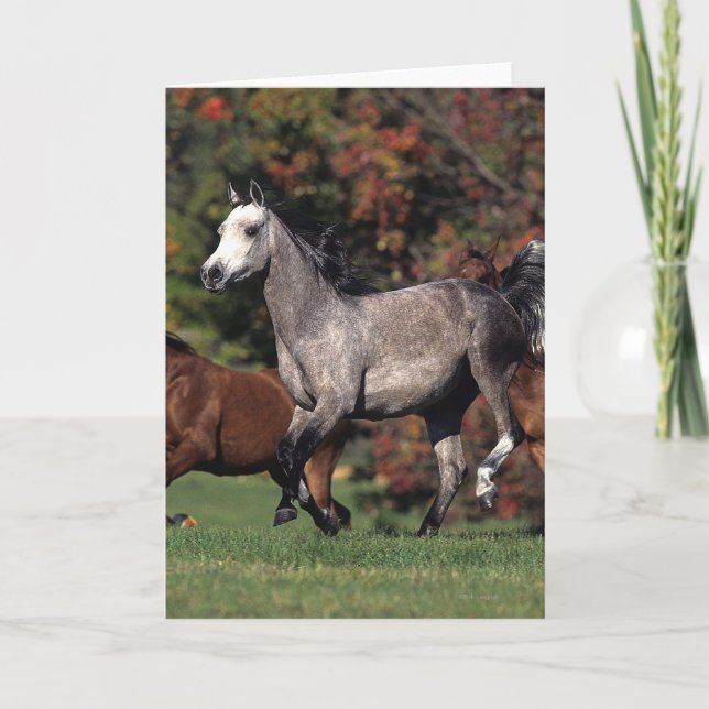 Grupp av rinnande arabiska hästar kort (Framsida)