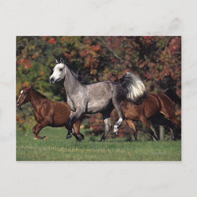 Grupp av rinnande arabiska hästar vykort (Framsida)