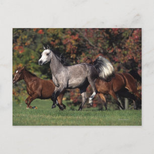 Grupp av rinnande arabiska hästar vykort