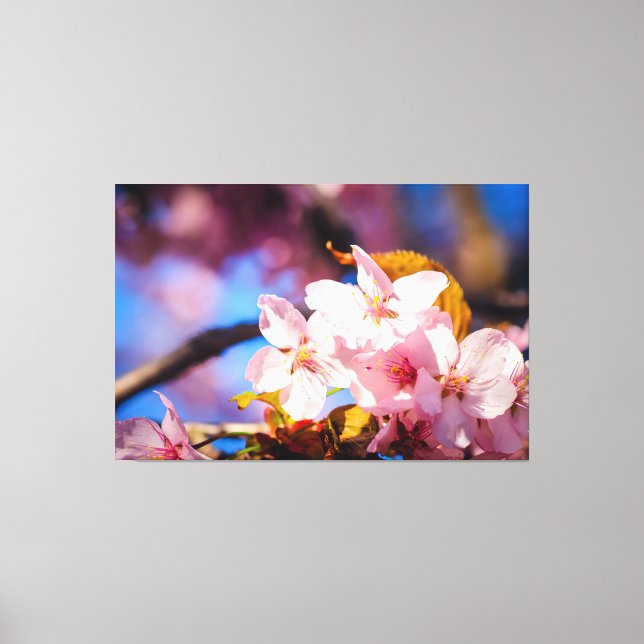 Grupp av Sakura Flowers, Mjuk Rosa, Blå bakgrund Canvastryck (Framsida)