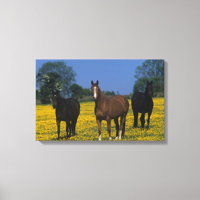 Grupp av Thoroughborn Horses Canvastryck (Framsida)