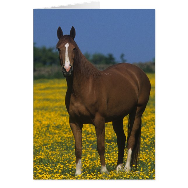 Grupp av Thoroughborn Horses Hälsningskort (Framsidan)