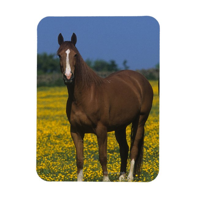 Grupp av Thoroughborn Horses Magnet (Vertikal)