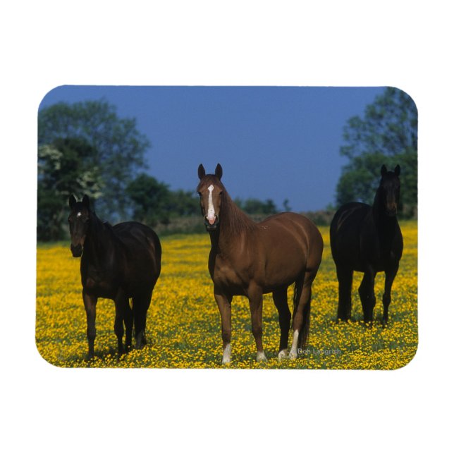 Grupp av Thoroughborn Horses Magnet (Horisontell)