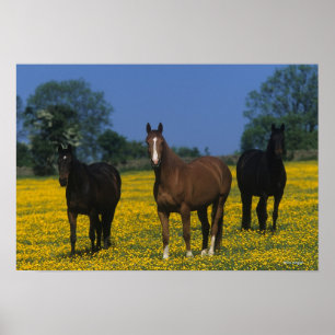 Grupp av Thoroughborn Horses Poster