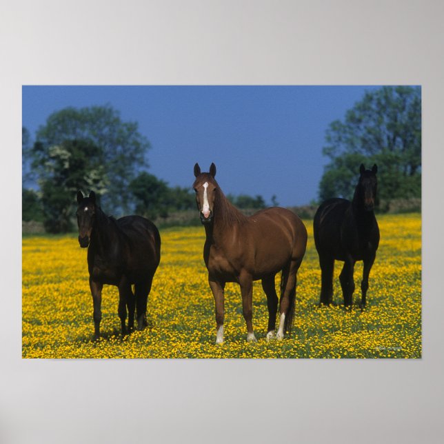 Grupp av Thoroughborn Horses Poster (Framsidan)