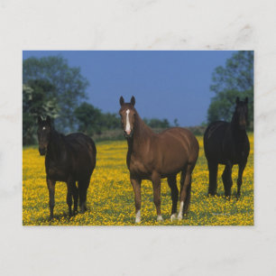 Grupp av Thoroughborn Horses Vykort