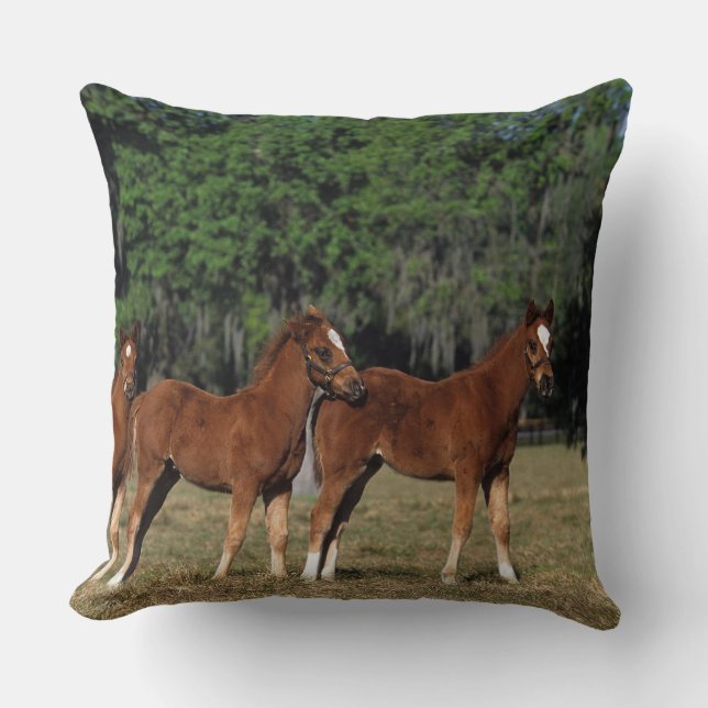 Grupp av Thoroughbredföl Kudde (Framsida)