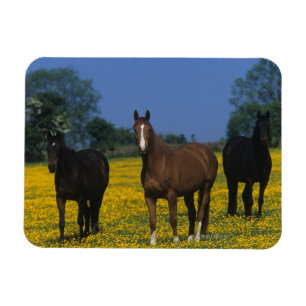 Grupp av Thoroughbredhästar Magnet