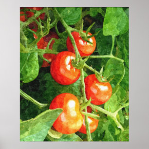 Grupp av tomater poster