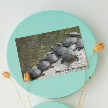 Grupp av Turtles Photo Funny Birthday