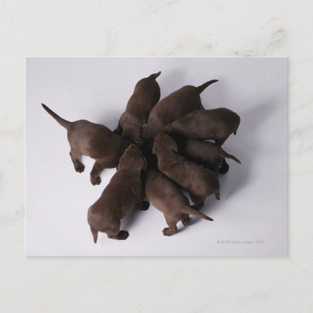 Grupp av valpar med huvuden tillsammans vykort (Framsida)