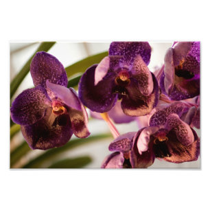 Grupp för blomma för OrchidVanda pures vax Fototryck