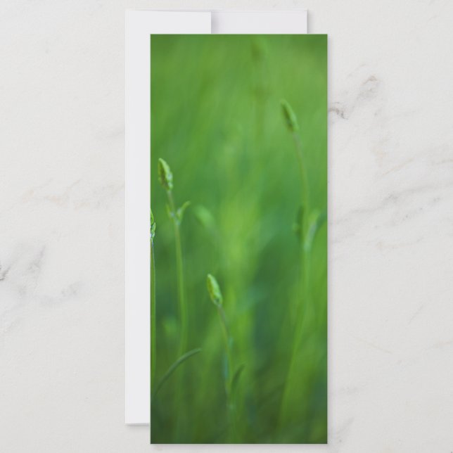Grupp - Grönt Grass - Bakgrundsmall (Framsida)