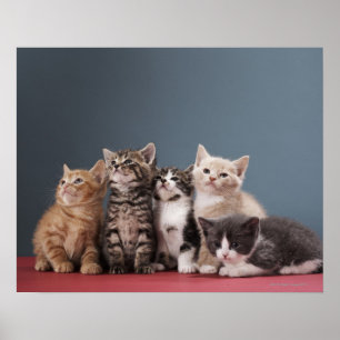 Grupp Kittens Poster