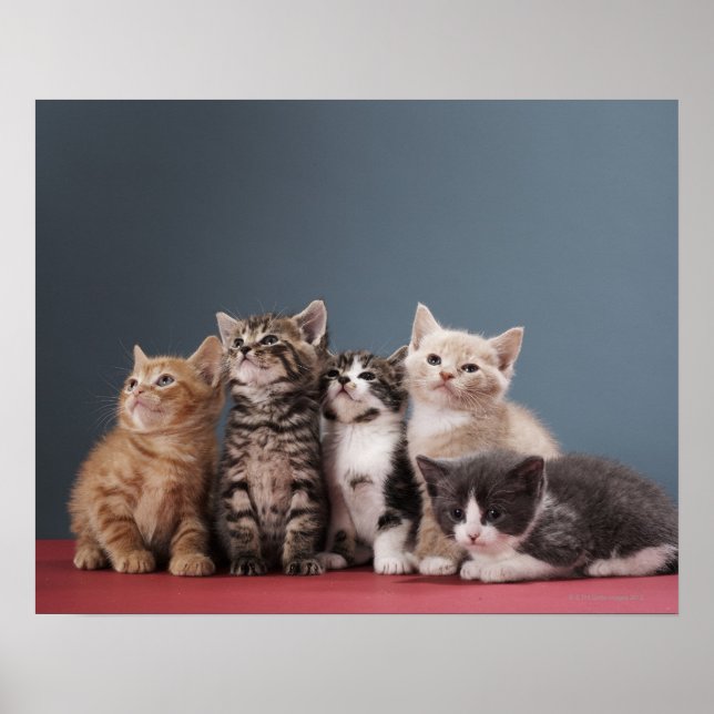 Grupp Kittens Poster (Framsidan)