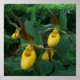Grupp med Gult Dam Slipper Orchid Flowers Poster