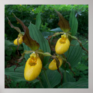 Grupp med Gult Dam Slipper Orchid Flowers Poster