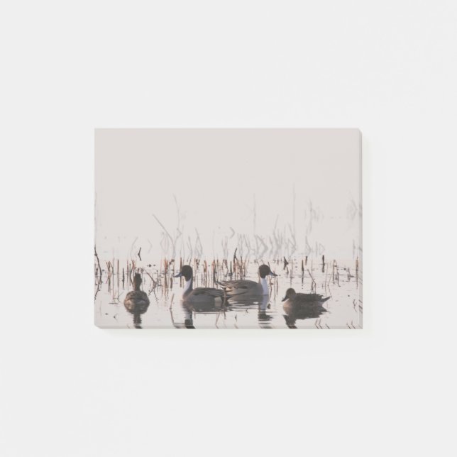Grupp Pintail Anka Samling och Simmor i sjö Post-it Block (Framsida)