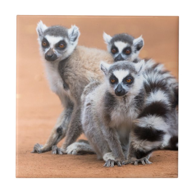 Grupp Ring-Tail Lemurs Kakelplatta (Framsidan)