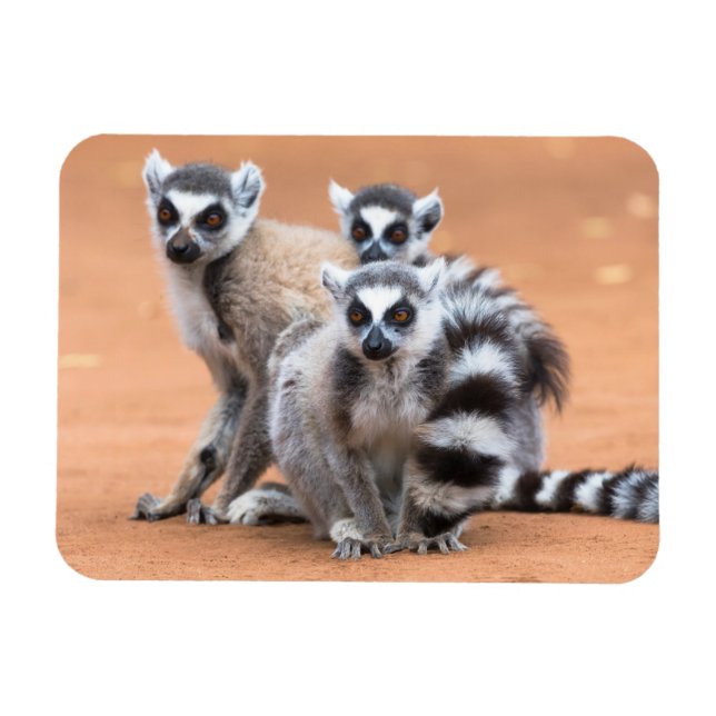 Grupp Ring-Tail Lemurs Magnet (Horisontell)
