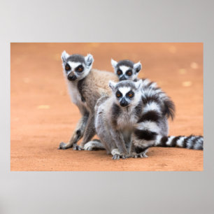 Grupp Ring-Tail Lemurs Poster