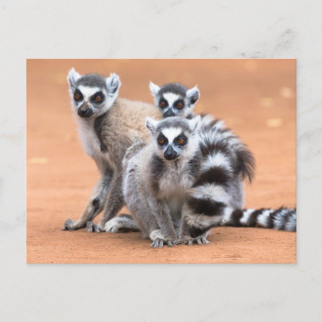 Grupp Ring-Tail Lemurs Vykort (Framsida)