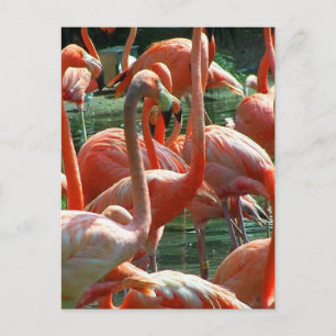 Grupp Rosa Flamingo, bild på massor av flamingos! Vykort