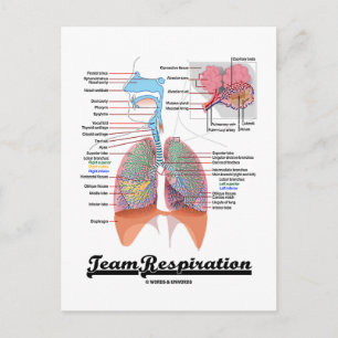 Gruppandning (Respiratory System) Vykort