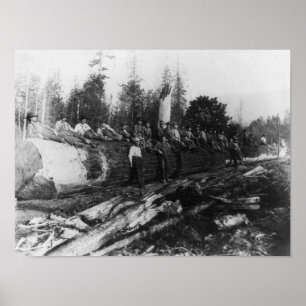 Gruppen av Lumberjacks på stort loggar Poster
