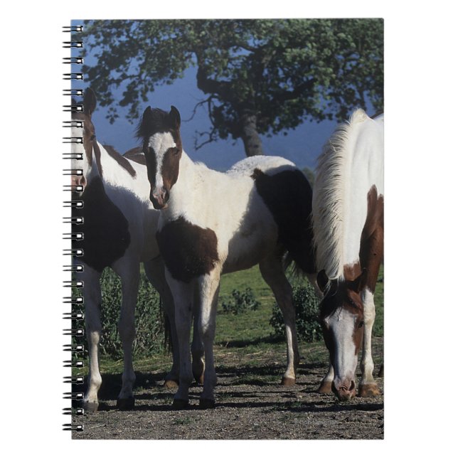 Gruppen av målar hästar anteckningsbok (Framsidan)