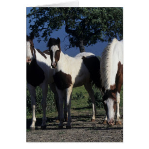 Gruppen av målar hästar hälsningskort