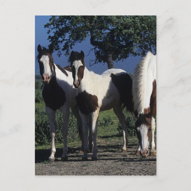 Gruppen av målar hästar vykort (Framsida)