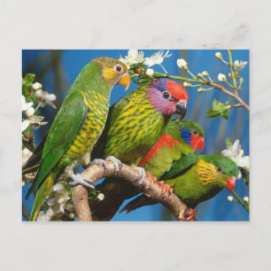 Gruppen Lories Vykort