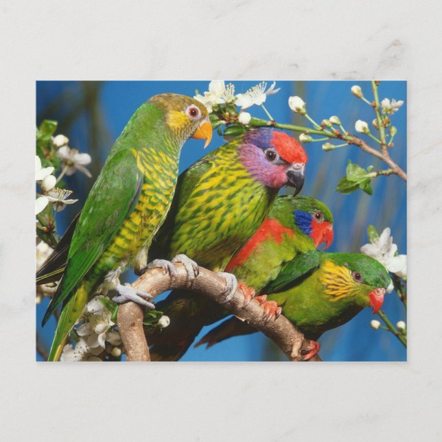 Gruppen Lories Vykort (Framsida)