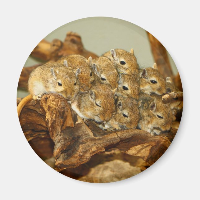 Gruppen Mongoliska Gerbils Meriones Unguiculatus Magnet (Framsidan)