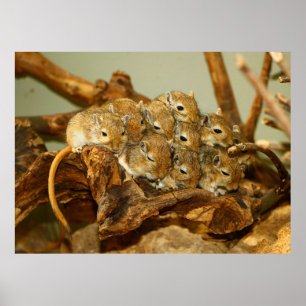 Gruppen Mongoliska Gerbils Meriones Unguiculatus Poster