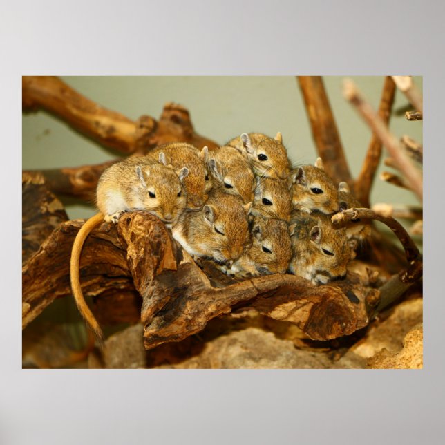 Gruppen Mongoliska Gerbils Meriones Unguiculatus Poster (Framsidan)